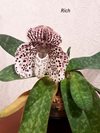 Paphiopedilum bellatulum x sib ('Red Bella x 'Gigantic')(Orchid Inn)